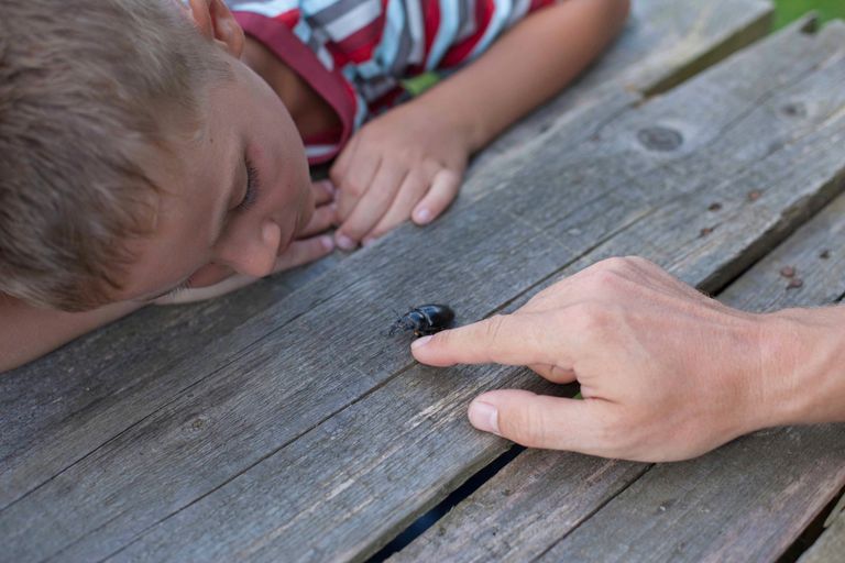 A young boy curiously observes a beetle on wood, guided by an adult's hand.