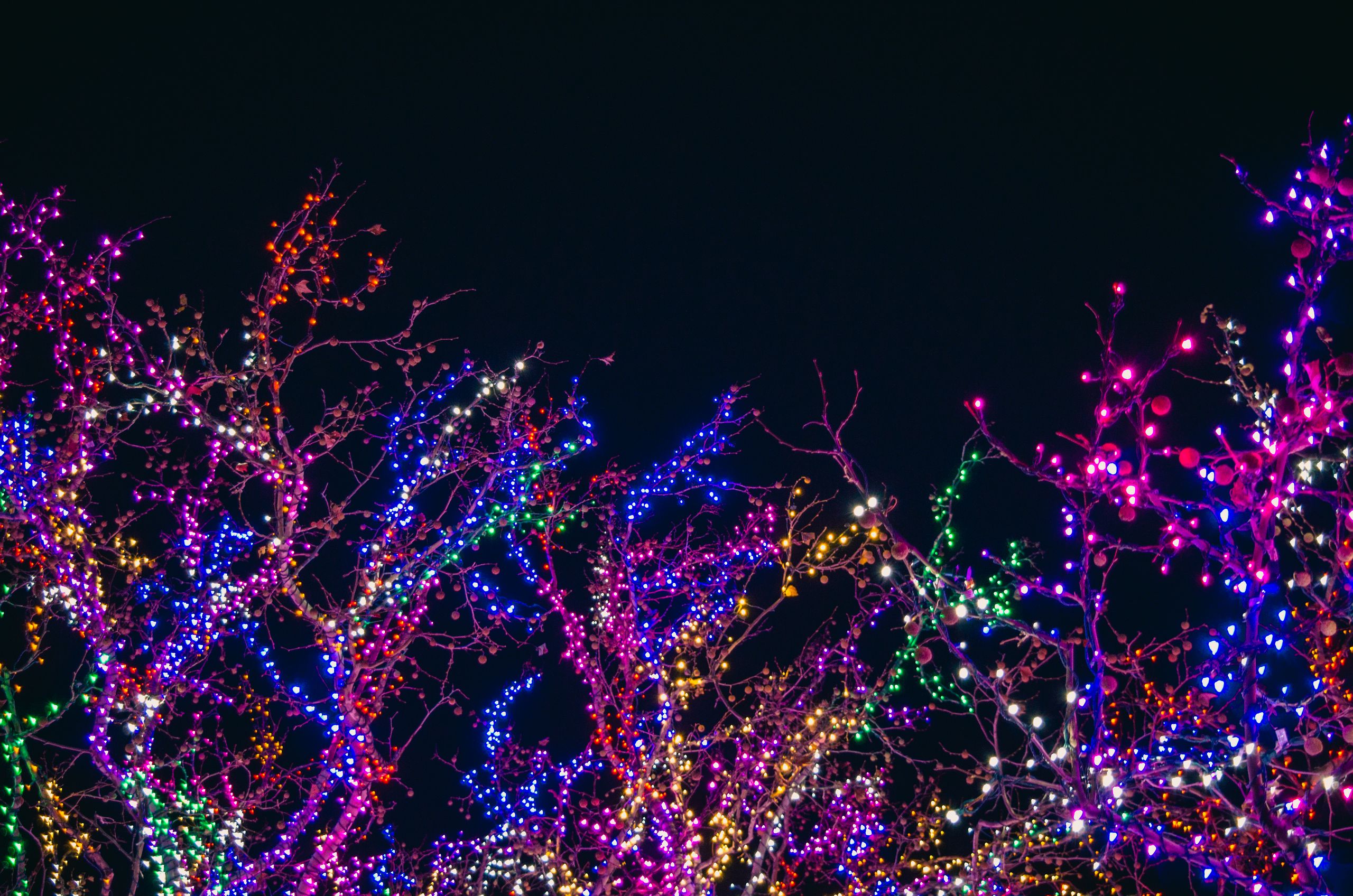 Colorful holiday lights illuminating tree branches against a dark night sky, perfect for festive backgrounds.